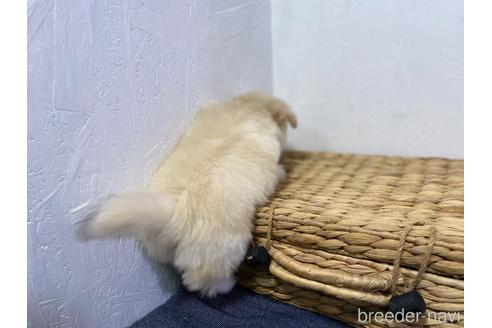 成約済の千葉県のポメマル:ポメラニアン×マルチーズ-166672の5枚目