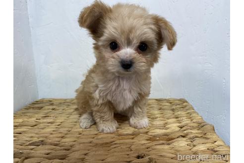 千葉県のミックス チワプー チワワ トイプードル 女の子 21 12 08生まれ アプリコット 子犬id ブリーダーナビ