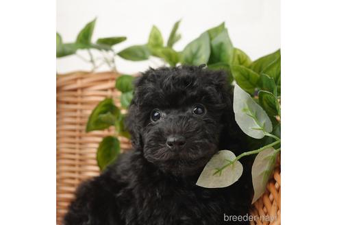 成約済の愛媛県のトイプードル-166677の1枚目