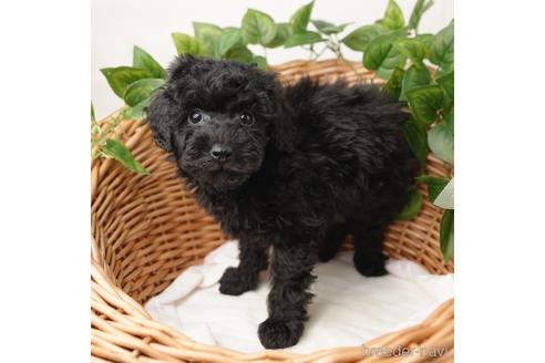 成約済の愛媛県のトイプードル-166677の3枚目