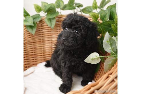 成約済の愛媛県のトイプードル-166677の2枚目