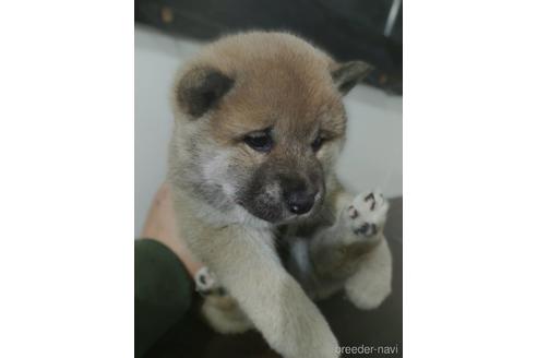 成約済の鹿児島県の柴犬-162298の1枚目