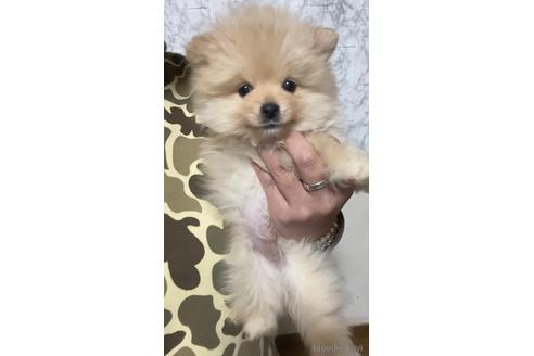 成約済の茨城県のポメラニアン-165929の3枚目