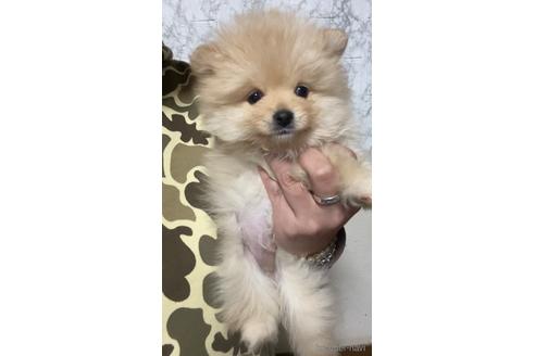 成約済の茨城県のポメラニアン-165929の1枚目