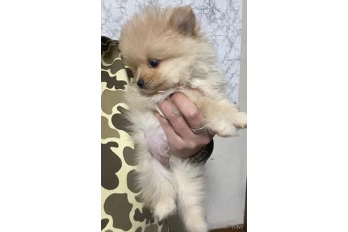 成約済の茨城県のポメラニアン-165929の5枚目