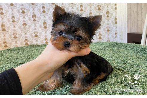 成約済の愛知県のヨークシャーテリア-166693の4枚目