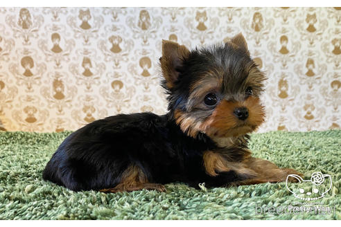 成約済の愛知県のヨークシャーテリア-166693の3枚目