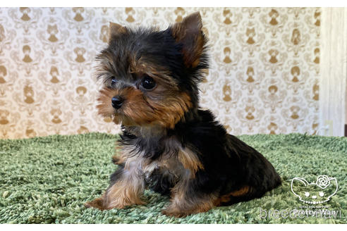 成約済の愛知県のヨークシャーテリア-166693の5枚目