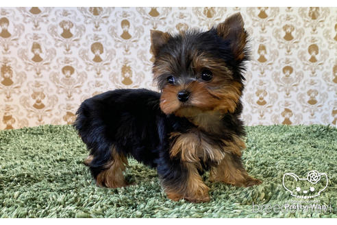 成約済の愛知県のヨークシャーテリア-166693の6枚目