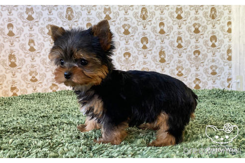 成約済の愛知県のヨークシャーテリア-166693の7枚目