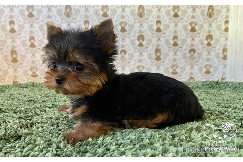 成約済の愛知県のヨークシャーテリア-166693の2枚目