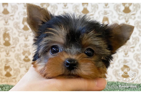 成約済の愛知県のヨークシャーテリア-166699の1枚目