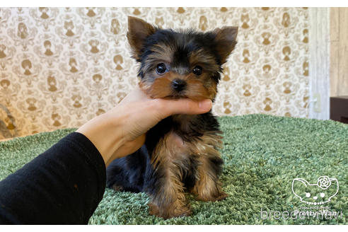 成約済の愛知県のヨークシャーテリア-166699の2枚目