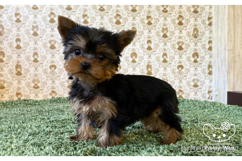 成約済の愛知県のヨークシャーテリア-166699の5枚目