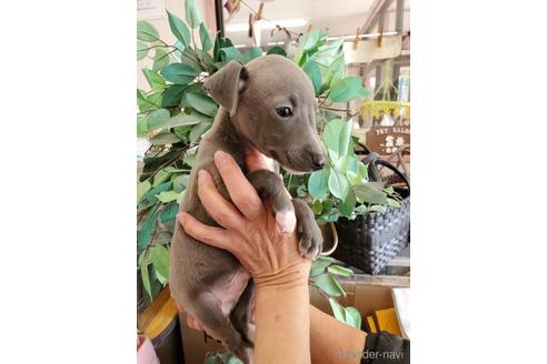 成約済の山梨県のイタリアングレーハウンド(イタグレ)-166719の1枚目