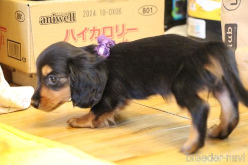 成約済の愛知県のカニンヘンダックスフンド(ロングヘアード)-160509の5枚目