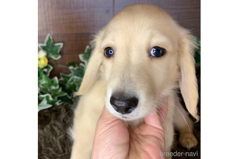 成約済の大分県のミニチュアダックスフンド(ロングヘアード)-161833の12枚目