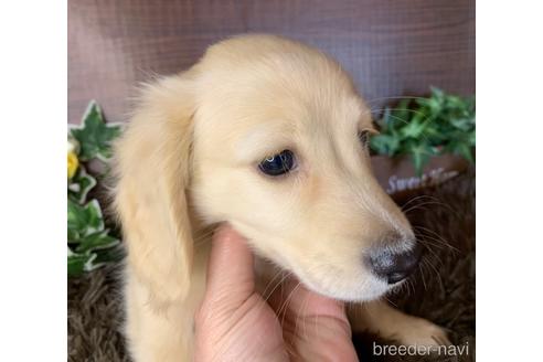 成約済の大分県のミニチュアダックスフンド(ロングヘアード)-161833の11枚目