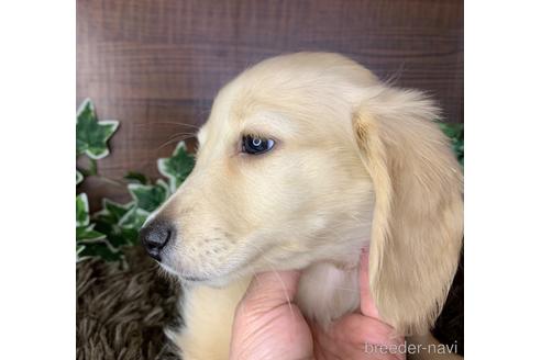 成約済の大分県のミニチュアダックスフンド(ロングヘアード)-161833の10枚目