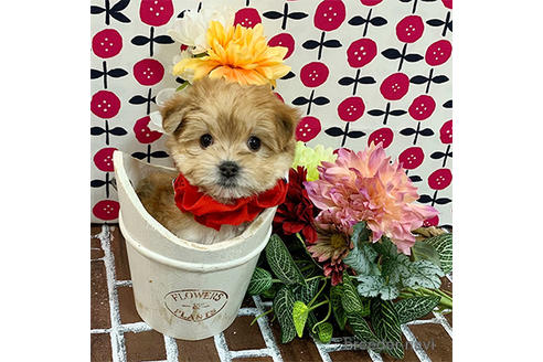 成約済の広島県のミックス犬-165375の2枚目