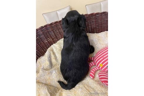 成約済の愛知県のミックス犬-166767の4枚目