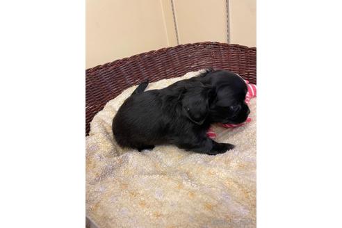 成約済の愛知県のミックス犬-166767の5枚目