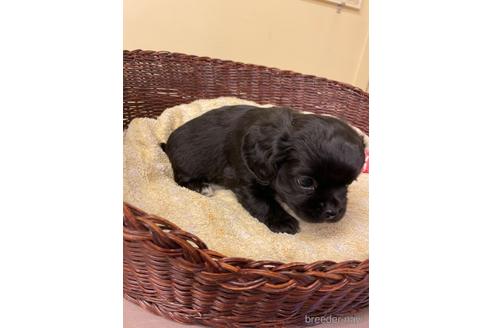 成約済の愛知県のミックス犬-166769の4枚目