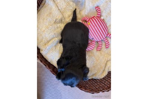 成約済の愛知県のミックス犬-166769の2枚目