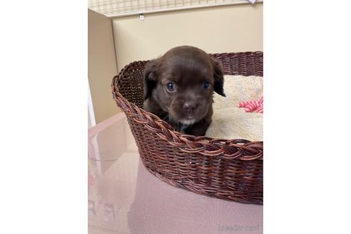 成約済の愛知県のミックス犬-166772の5枚目