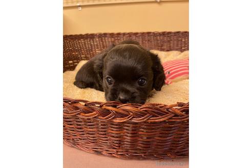成約済の愛知県のミックス犬-166772の1枚目
