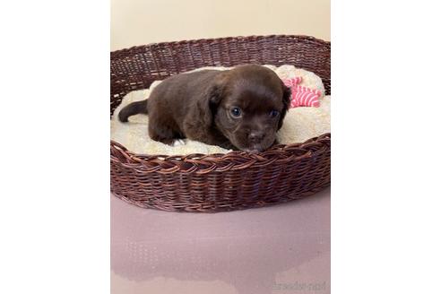 成約済の愛知県のミックス犬-166772の2枚目