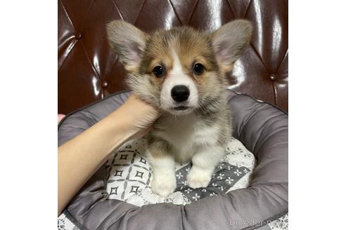 成約済の香川県のウェルシュコーギーペンブローク-163935の5枚目