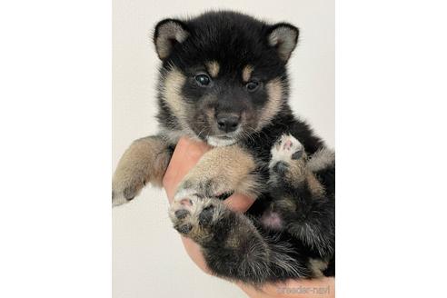 成約済の岡山県の柴犬-164843の1枚目