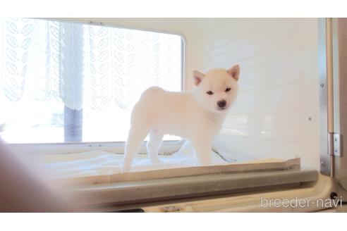 成約済の茨城県の柴犬-166806の4枚目