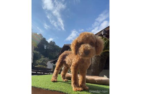 万円以下の神奈川県の子犬を探す ブリーダーナビ