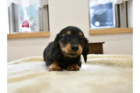 成約済の愛知県のカニンヘンダックスフンド(ロングヘアード)-165325の4枚目