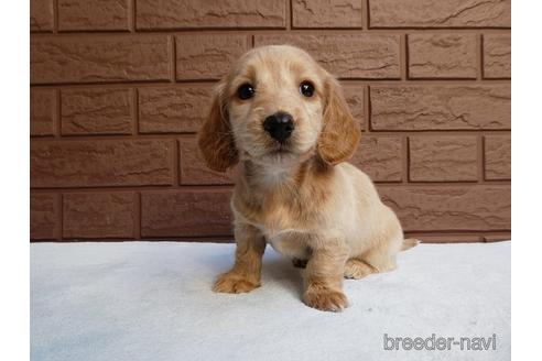 成約済の埼玉県のミニチュアダックスフンド(ロングヘアード)-166818の4枚目