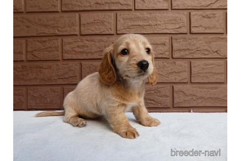 成約済の埼玉県のミニチュアダックスフンド(ロングヘアード)-166818の5枚目