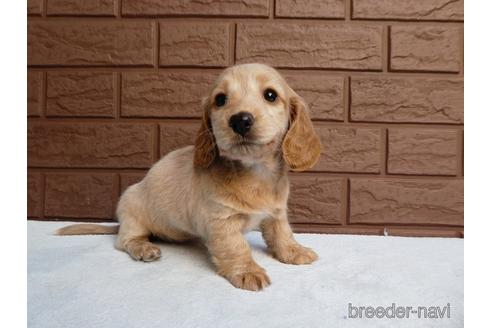 成約済の埼玉県のミニチュアダックスフンド(ロングヘアード)-166818の6枚目