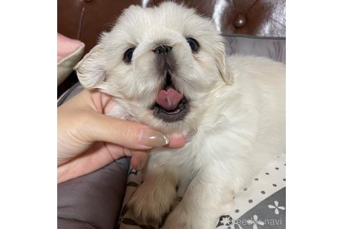 成約済の香川県のペキニーズ-166828の2枚目