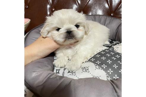 成約済の香川県のペキニーズ-166828の1枚目