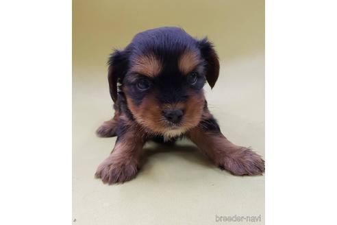 成約済の大阪府のミックス犬-166829の2枚目
