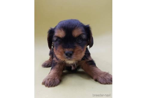 成約済の大阪府のミックス犬-166829の3枚目