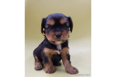 成約済の大阪府のミックス犬-166829の4枚目