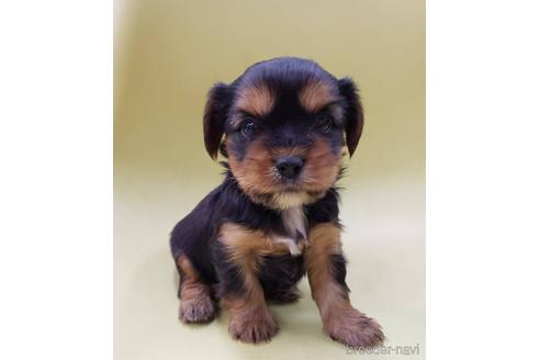 成約済の大阪府のミックス犬-166829の5枚目