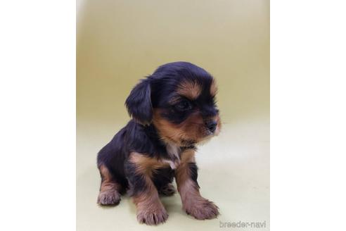 成約済の大阪府のミックス犬-166829の6枚目