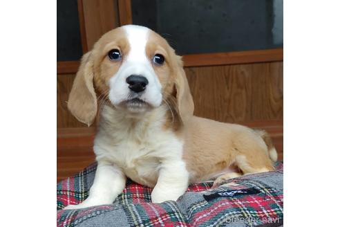 成約済の神奈川県のミックス犬-162885の6枚目