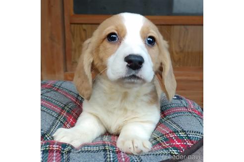 成約済の神奈川県のミックス犬-162885の5枚目