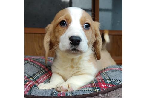 成約済の神奈川県のミックス犬-162885の3枚目