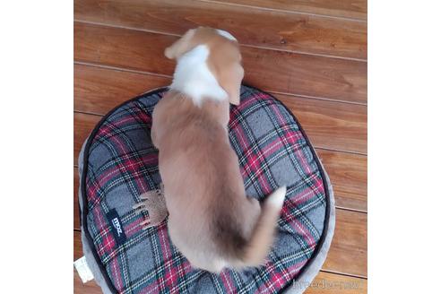 成約済の神奈川県のミックス犬-162885の2枚目